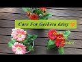 How to care for Gerbera Daisy