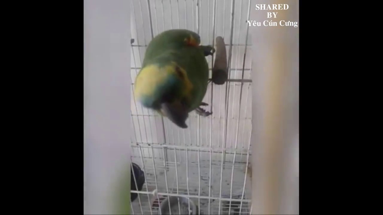 Включить пение попугаев