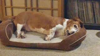 Oliver Fighting With His Bed