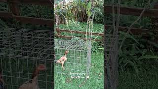 A melhor  genética de Shamo  do Brasil - WhatsApp 11 98151-4024 