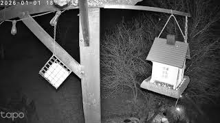 Download Lagu Marcys Birds - Live Stream MP3