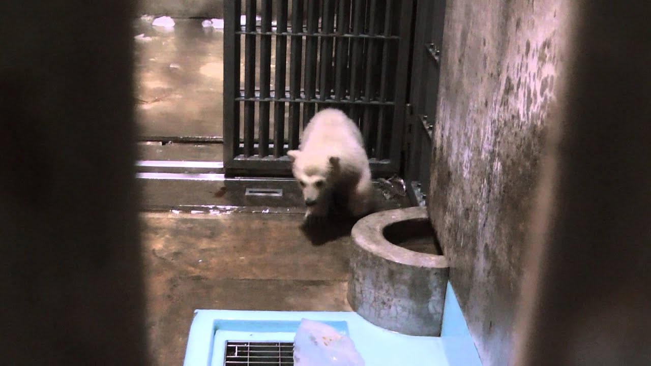 2013.3.24男鹿水族館GAO氷で遊ぶホッキョクグマクルミの仔グマ