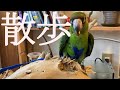 インコ用のハーネス買ってみた【AVIATOR】【ズアカハネナガインコ】