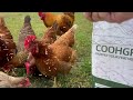 Honest review of Coohgrubs Meal Worms (and see how my chickens react to them!)
