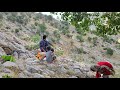 Real nomadic life | Picking wild gulls and traditional wall-building