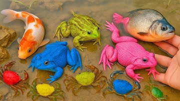 Thỏ vlog lái xe công nông tìm cứu con ếch, con cá, con cua, con rùa