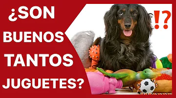 ¿Qué juguetes no deben tener los perros?