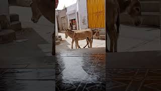 #animals #الرمال #اهميه #desertanimals #النظافه #donkeyfight #lion #camel #الثامن #funny
