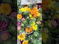 Flower Plants🌼🌸🌻🌹#plants #gardening#homegardening#shorts#ytshorts#vlogs#Smile With Us