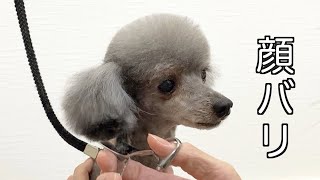 【トリミング】顔バリ✂シャンプー前の荒刈り、シャンプー後の仕上げ　poodle grooming