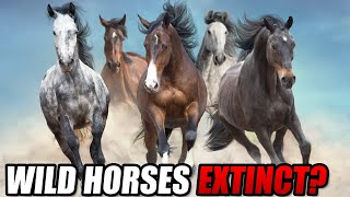 Why The Last Remaining Wild Horses Aren't Actually So Wild After All