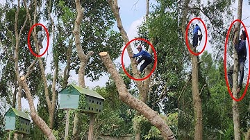 Cưa Nhiều Cây Xà Cừ Cặp Bức Tường Ranh / Saw Many Nacres Pairs of the Boundary Wall | Tập 988