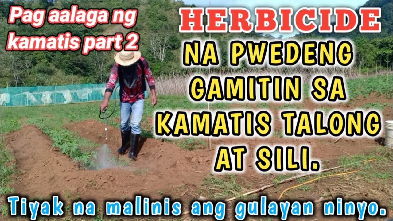 How to KILL and CONTROL WEEDS IN TOMATO PLANTS. by Josh Karelatives Tv