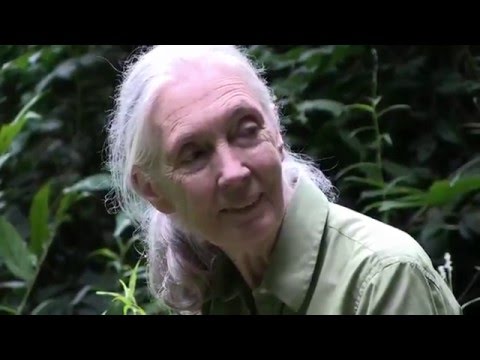 Dr. Jane Goodall