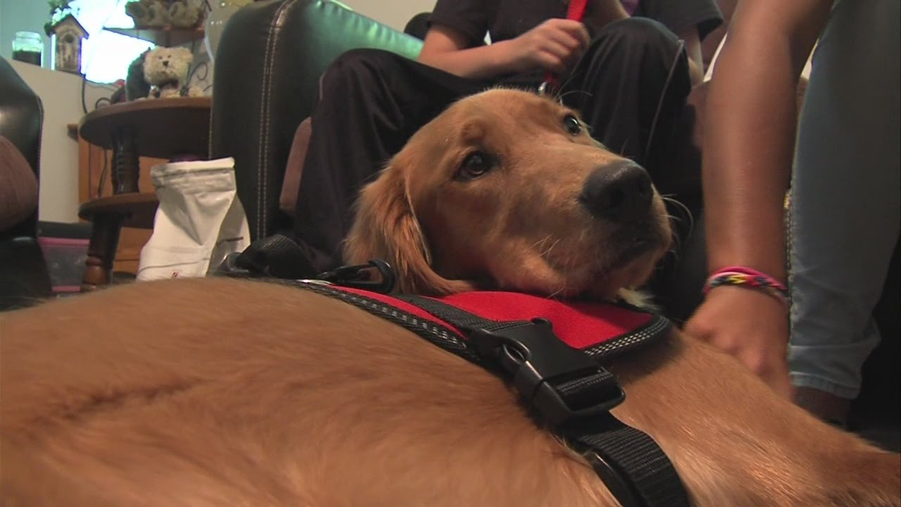 "It's going to save his life." Boy who suffers violent seizures receives service dog through communi
