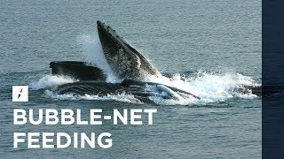 Kenai Fjords Tours | Bubble-Net Feeding