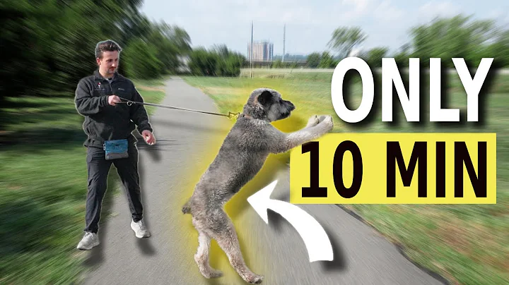 Stop Leash Pulling in JUST 10 MINUTES!