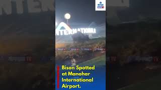#shorts Bison Spotted at Manohar International Airport