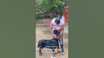 Rottweiler Getting Pampered #dog #rottweiler #doglove #shorts #shortvideo #love #cutedog