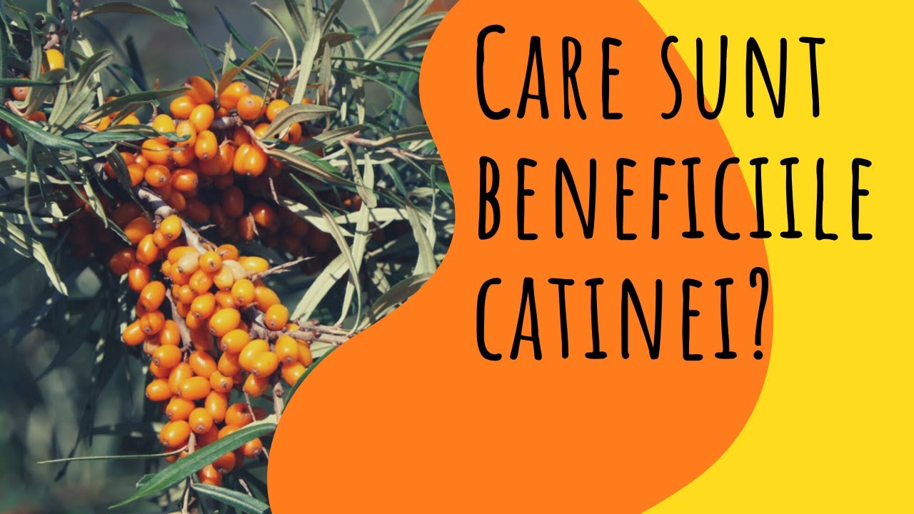 Catina - beneficii si utilizare | HRANA VIE | SperantaTV