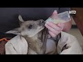 Няня для кенгуру: австралийка 10 лет растит осиротевших детёнышей