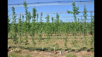 E.  ANP-0131 BP1 6 Leader Cordon Vertical 3m Planting System 2015 2019