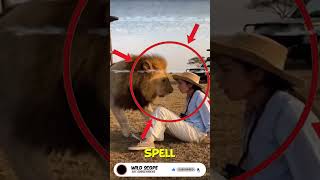 Lion Gets Too Close 🦁😳 | She Stands Still 🔥 #shorts #youtubeshorts #animals #lion #wildlife
