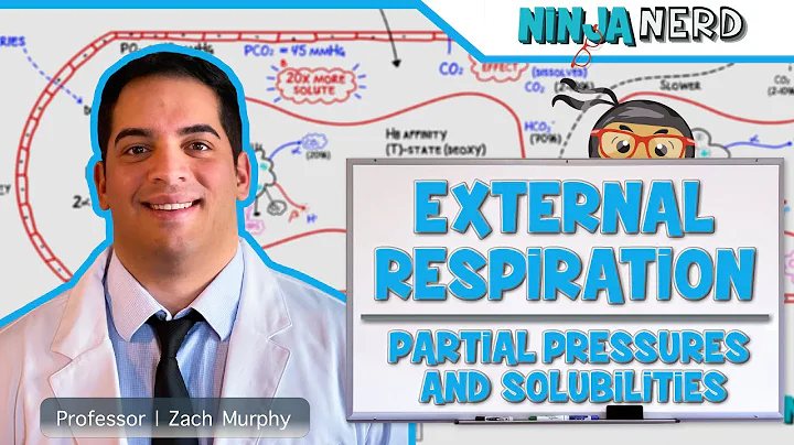 Respiratory | External Respiration: Partial Pressures & Solubilities - DayDayNews