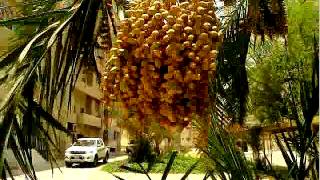 Samitma Bhojpur Dist