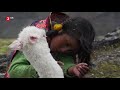 Welt der Tiere: Mein kleines Alpaka Doku (2014)