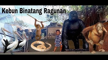 Lihat monyet dan satwa lainnya di kebun binatang Ragunan PART 1
