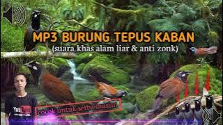 suara pikat burung Tepus kaban terjamin MP3 paling manjur