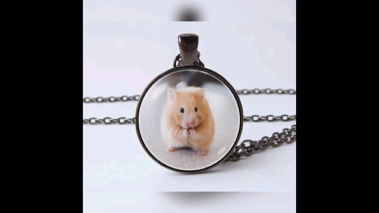 Hình Ảnh Chuột Hamster Mũm Mĩm, Đáng Yêu, Dễ Thương Nhất - Hình Nền Chuột  Hamster Dễ Thương - Devteam.Mobi
