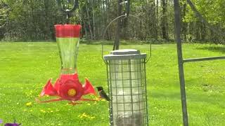 Two hummingbirds having a territory dispute by Foxden 24 views 5 years ago 1 minute, 35 seconds