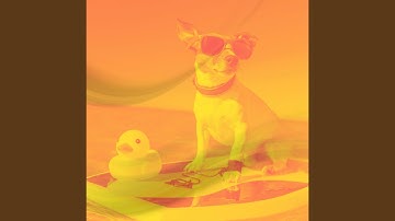 Charming Backdrops for Relaxing Pups