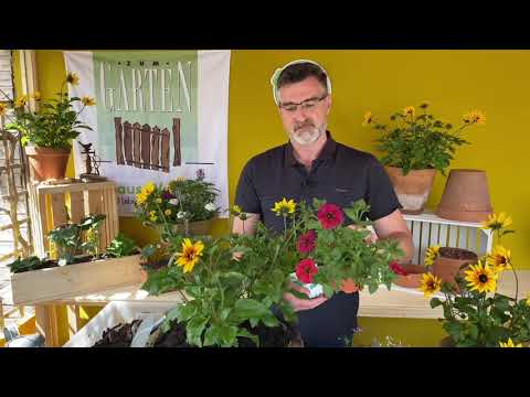 Video: Herbstblüte Der Pflanzen. Fortsetzung