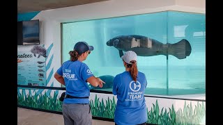 Manatee Patient Acclimation