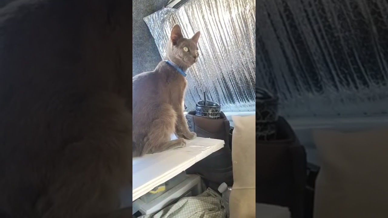 Baby Zooma earlier this morning patient little girl waiting for momma