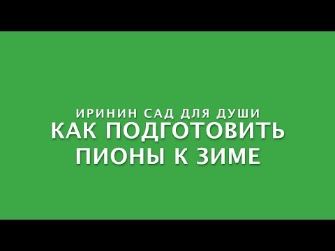 Как подготовить пионы к зиме