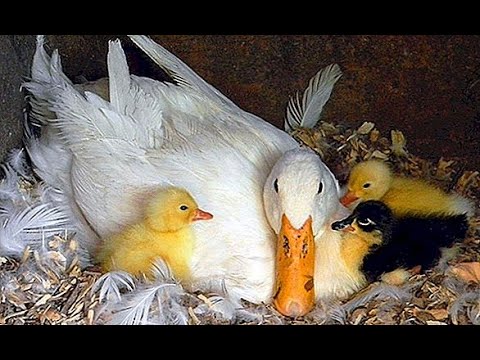 ვიდეო: როდის დებს ბატები კვერცხებს?
