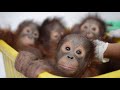 Orangutan Wild Streaming Episode 4 - Bedtime