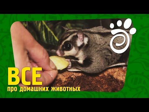 Русское домашнее Домашний видос