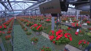 Oasis Watering By Weight