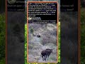 Why This Grizzly Bear Fled From A DEER! 🦌 #Nature #Wildlife #Survival