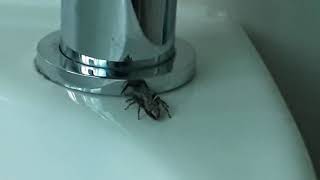 Vroege Vogels - Spin valt spiegelbeeld aan