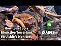 How to set up a BioActive Terrarium for Ackie's Monitors