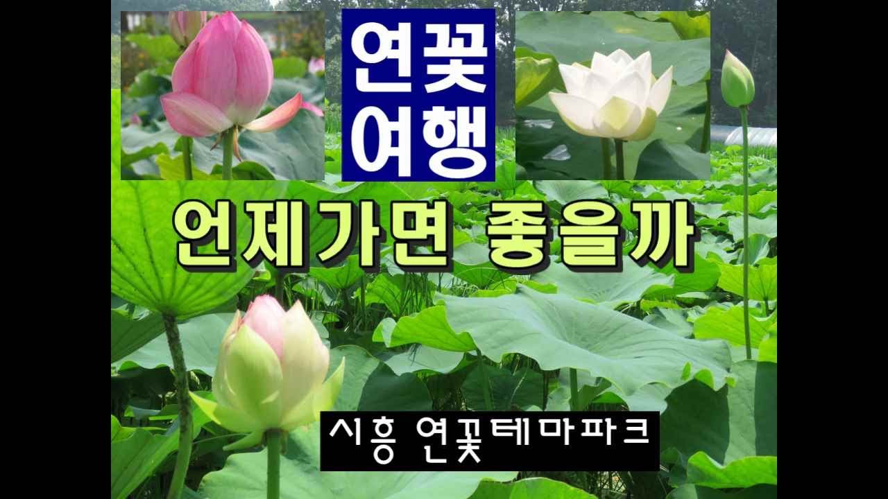 연꽃여행 언제가면 좋을까. 시흥 연꽃테마파크. 관곡지 연꽃. .