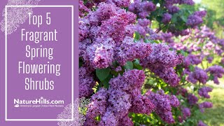 Top 5 Fragrant Spring Flowering Shrubs | NatureHills.com