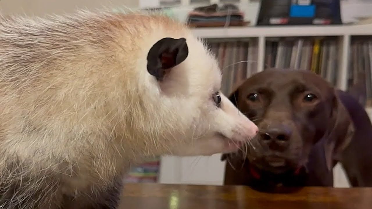 Опоссум, выращенный людьми, отказывается их покидать.