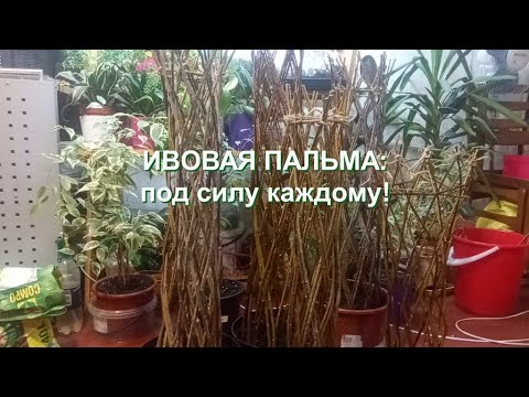 Video: Najnáročnejšie izbové rastliny